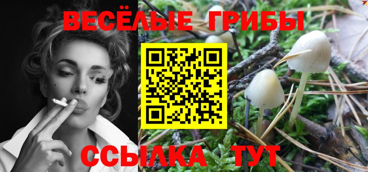 Псилоцибиновые грибы GOLDEN TEACHER  Галлюциногенные грибы Psilocybine cubensis  Белгород  Вход с VPN 